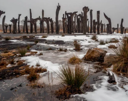 Snow-dusted barren landscape with standing tree trunks in a serene winter setting.
