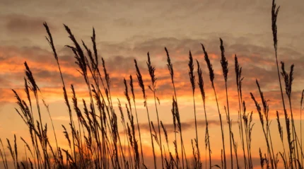 Sunset over field with silhouetted reeds, creating a warm and inviting atmosphere.