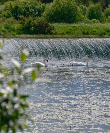 A serene lake with swans and cygnets surrounded by lush green foliage.