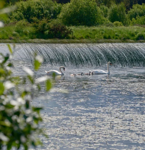 A serene lake with swans and cygnets surrounded by lush green foliage.