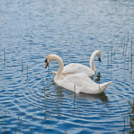 Two elegant swans glide across a tranquil lake, surrounded by serene natural beauty.