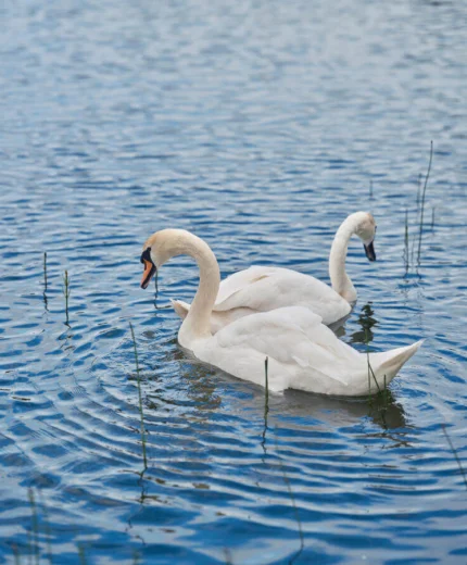 Two elegant swans glide across a tranquil lake, surrounded by serene natural beauty.