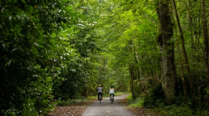 Couple cycling on a serene, leafy path in lush green woodland.