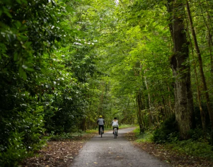 Couple cycling on a serene, leafy path in lush green woodland.
