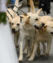 Wedding Puppies